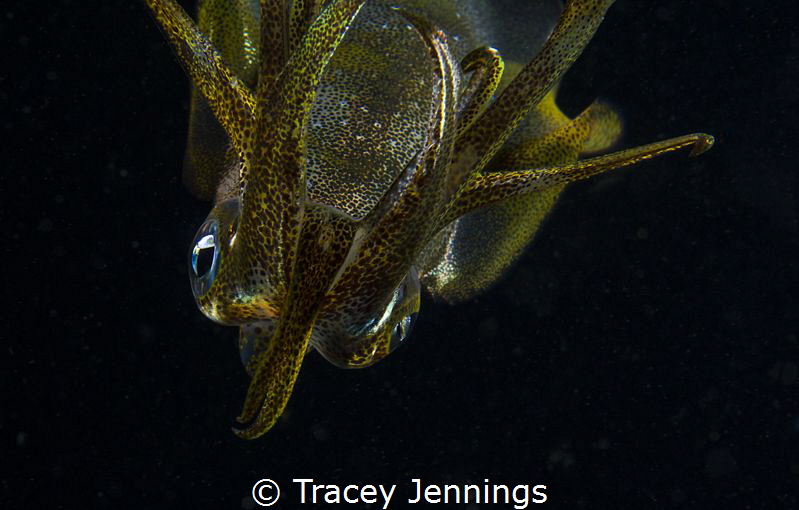 Too close ... curious squid investigates my camera by Tracey Jennings 