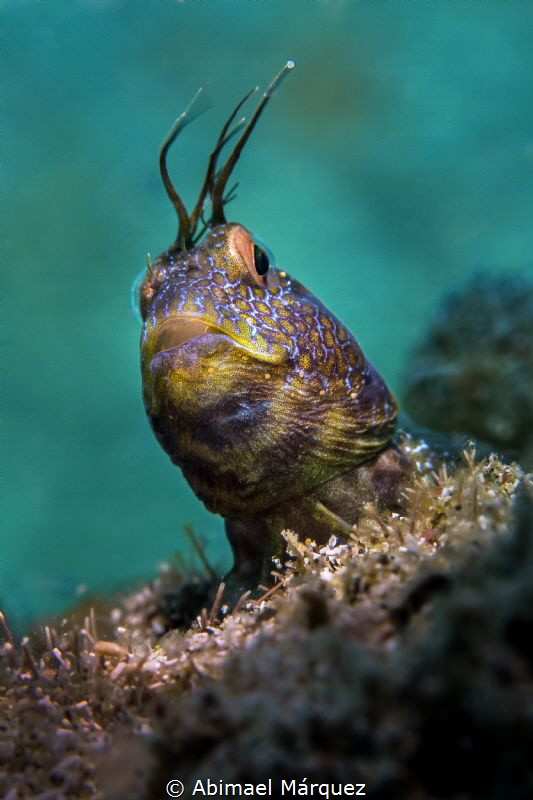 A Blenny smiled by Abimael Márquez 