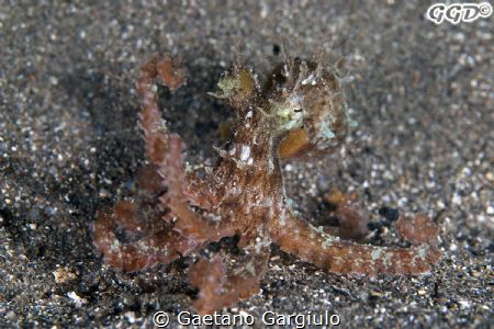 P I O V R A... Octopus... "Micropus" :-) as big as a 2eur... by Gaetano Gargiulo 