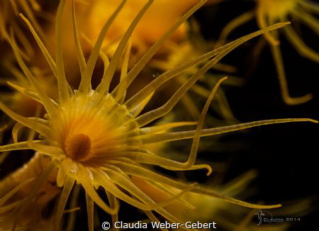 yellow.....

parazoanthus axinellae
Croatia - mediterr... by Claudia Weber-Gebert 