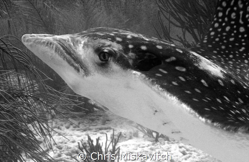Spotted Eagle Ray; taking a closer look. by Chris Miskavitch 
