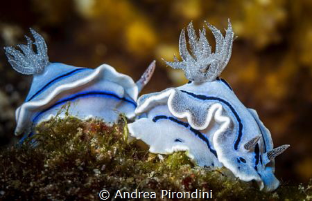Nudibranches line by Andrea Pirondini 