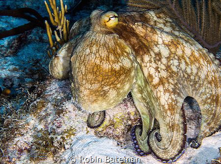 Bluffing - this octo was trying to scare us away. by Robin Bateman 