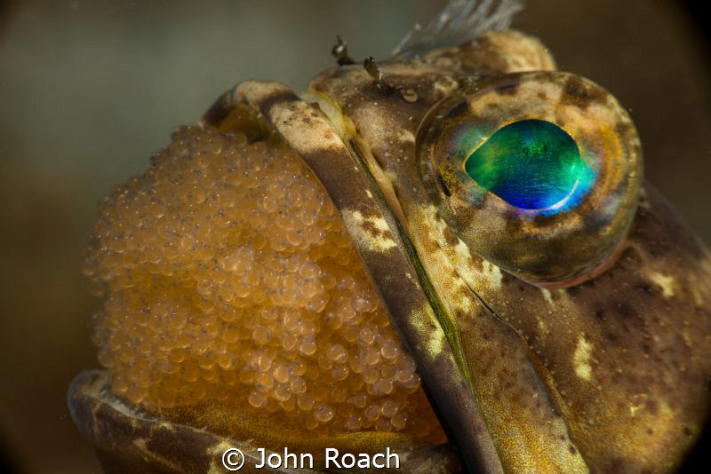Ready and willing father to be! Banded Jawfish at  Blue H... by John Roach 