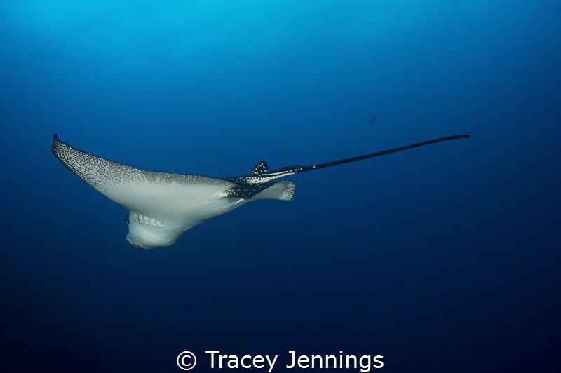 Eagle Ray by Tracey Jennings 