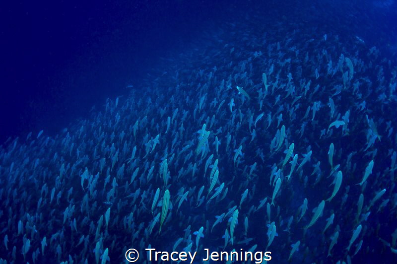 A sea of fish ... by Tracey Jennings 