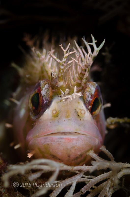Good Hair Day! 
Chirolophis nugator, Mosshead Warbonnet
 by Pat Gunderson 