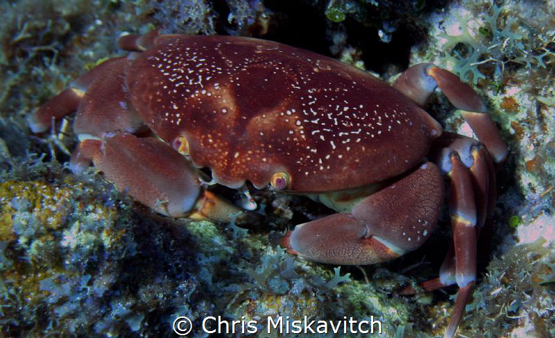 Crab with Purple eyes..... by Chris Miskavitch 
