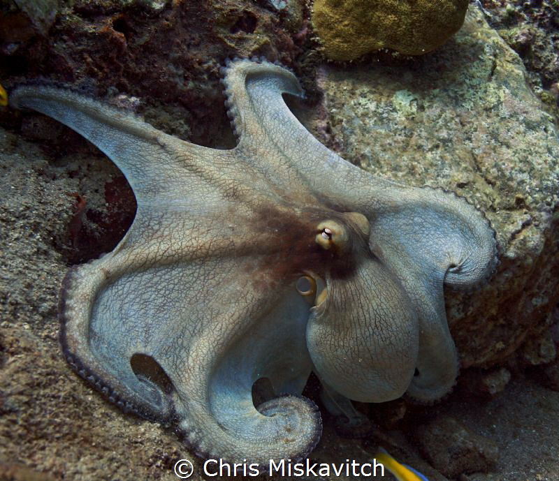 Reef Octopus on a day-time hunt..... by Chris Miskavitch 