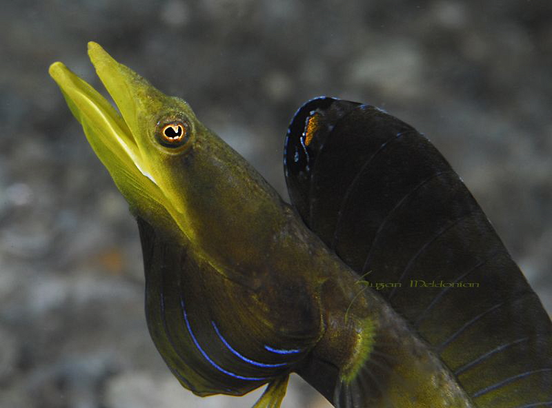 Blue Throat Pike Blenny displaying by Suzan Meldonian 