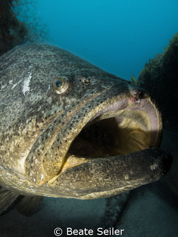 Goliath grouper at the Mizpah wreck by Beate Seiler 