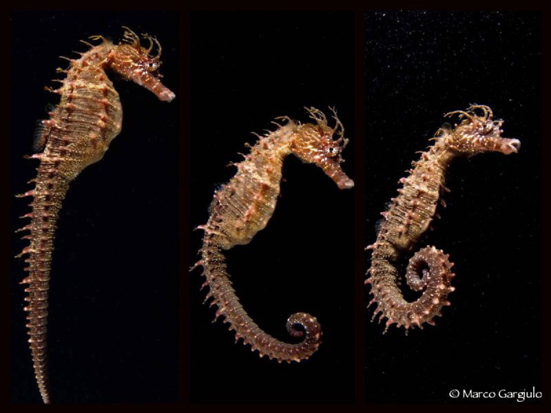 Sea horse by Marco Gargiulo 