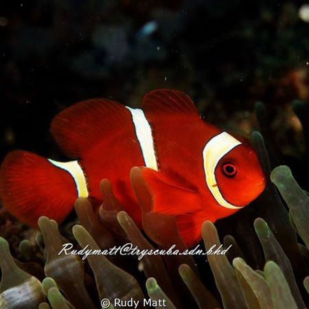 Clownfish by Rudy Matt 