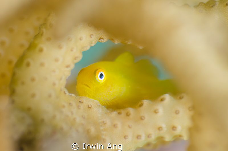 H I D I N G
Yellow hairy goby (Paragobiodon xanthosoma)
... by Irwin Ang 