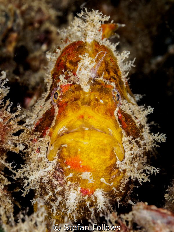 Curious George. Frogfish - Antennarius sp. Chaloklum, Tha... by Stefan Follows 