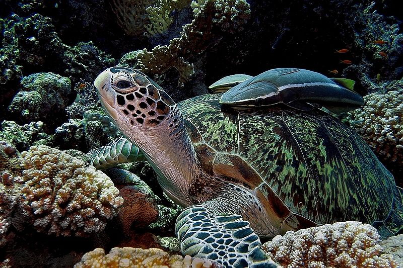 "Resting with Friends" - Green Sea Turtle with Remoras
R... by Andre Philip 