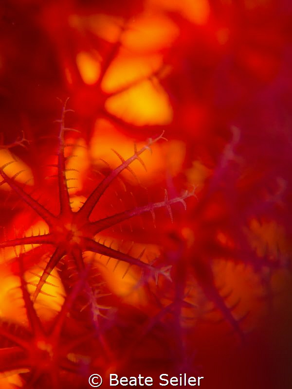 Corals by Beate Seiler 