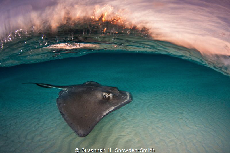 "Stingray Sunrise" by Susannah H. Snowden-Smith 