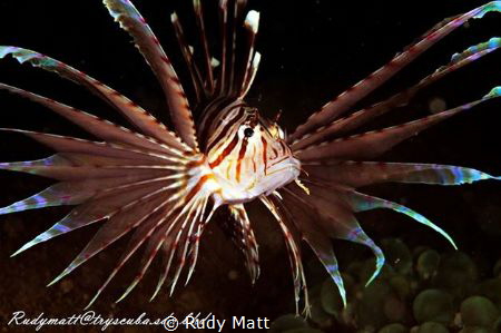 Lionfish.
D300 with 60mm macro lens. Nexus housing with ... by Rudy Matt 