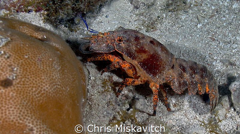 Spanish Lobster out for a walk during a night dive..... by Chris Miskavitch 