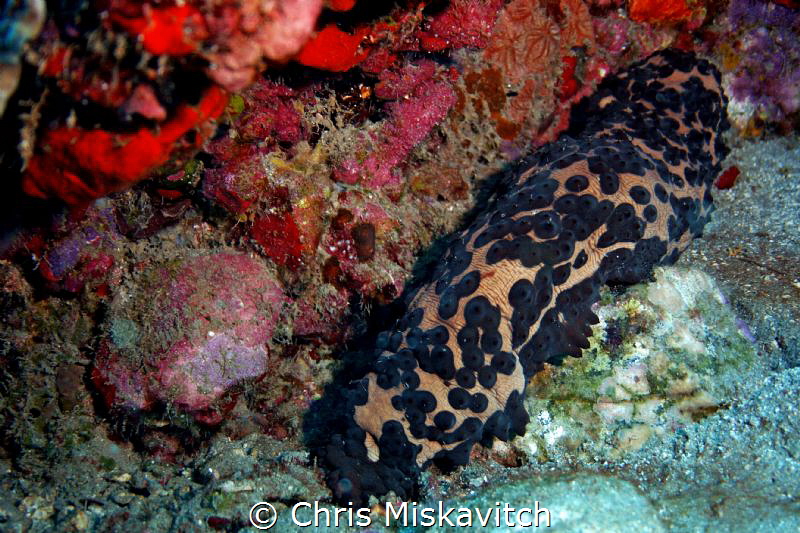 Sea Cucumber....looks like chocolate chips? by Chris Miskavitch 