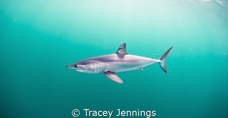Mako shark by Tracey Jennings 