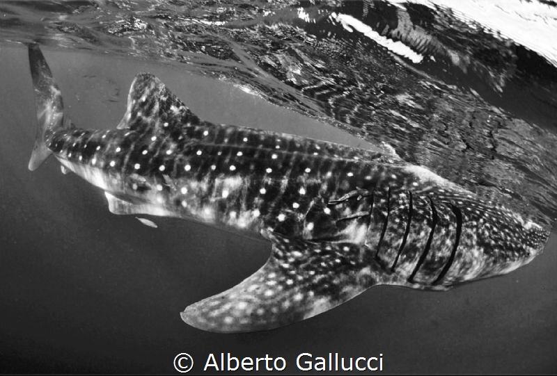 Whale shark by Alberto Gallucci 