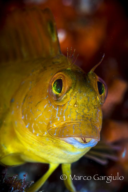 yellow blenny by Marco Gargiulo 