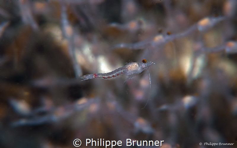 Red Blood Shrimps (5-6 mm) by Philippe Brunner 