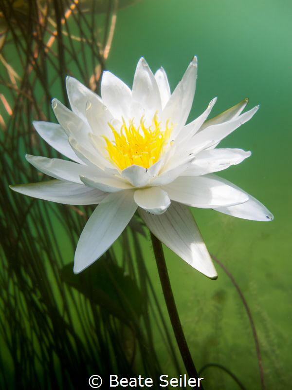 water lily by Beate Seiler 