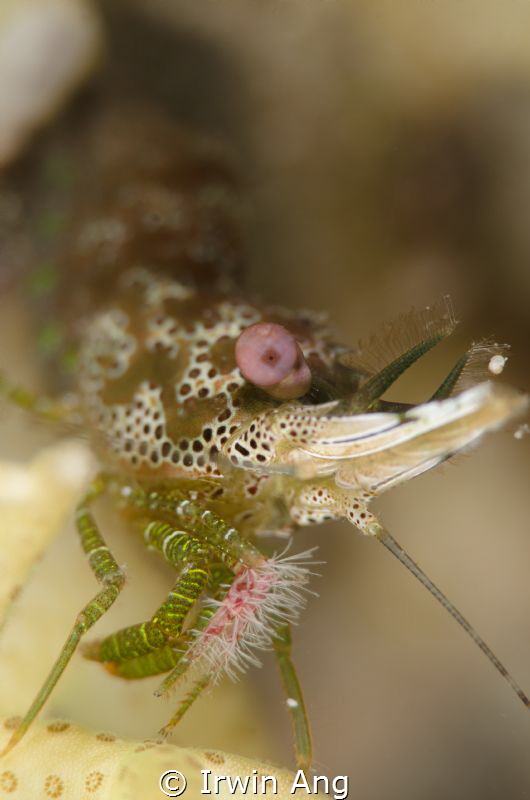 P I N K . E Y E B A L L 
Saron-neglectus marble shrimp
... by Irwin Ang 