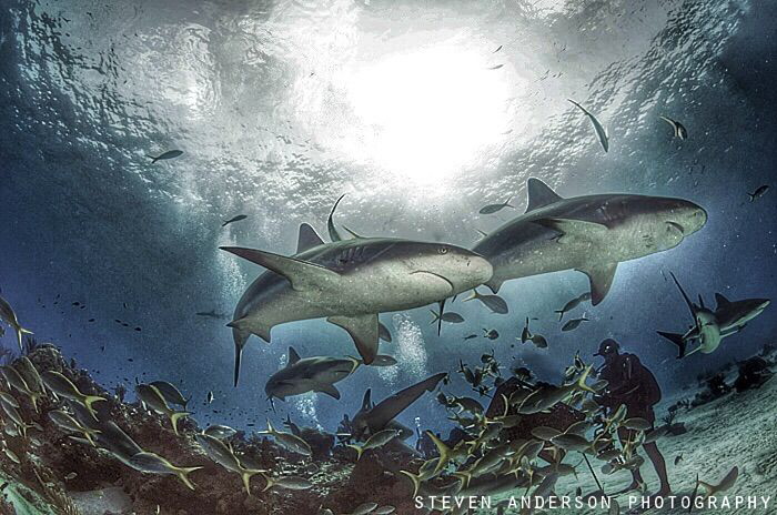 Best way to get good shark photos is to get the middle of... by Steven Anderson 