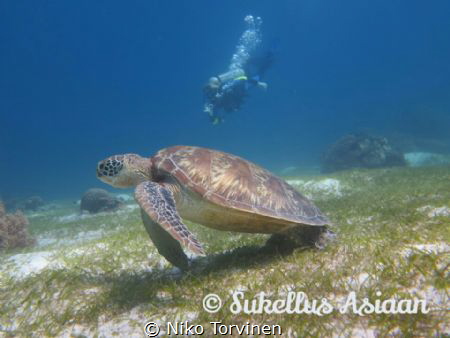 Together with turtles. Balicasag. by Niko Torvinen 