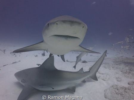 Close encounter, Bull sharks of Playa del Carmen, Mexico by Ramon Magana 
