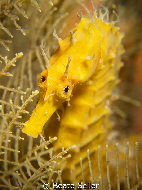Yellow seahorse by Beate Seiler 