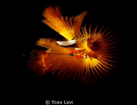 Christmas tree worm 
snooted by Yoav Lavi 