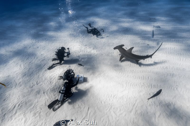 Divers photographing a Great Hammerhead Shark by Alex Suh 
