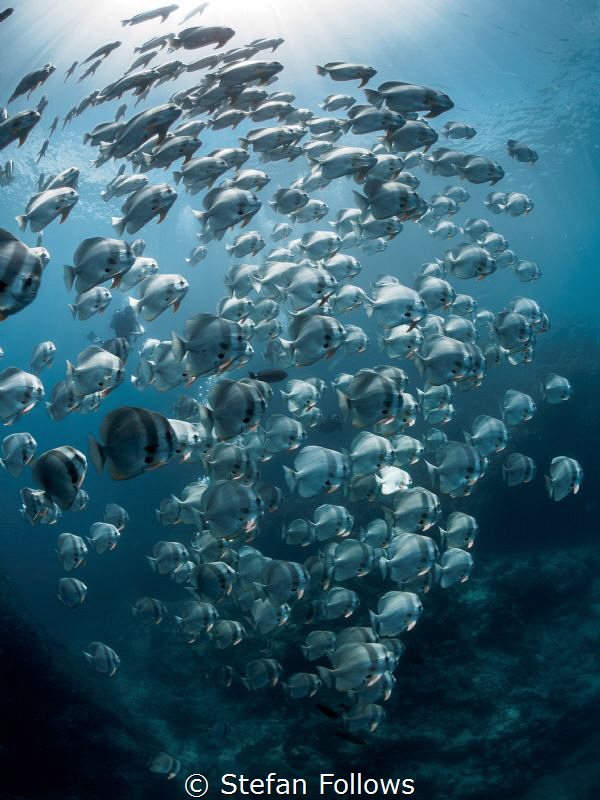 Heaven Sent. Longfin Batfish - Platax teira. Sail Rock, T... by Stefan Follows 