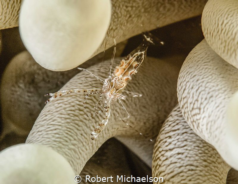 Sun Anemone Shrimp by Robert Michaelson 