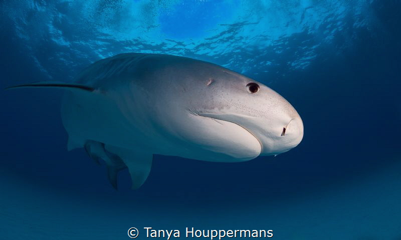 Tiger in Blue
A large female tiger shark off the coast o... by Tanya Houppermans 