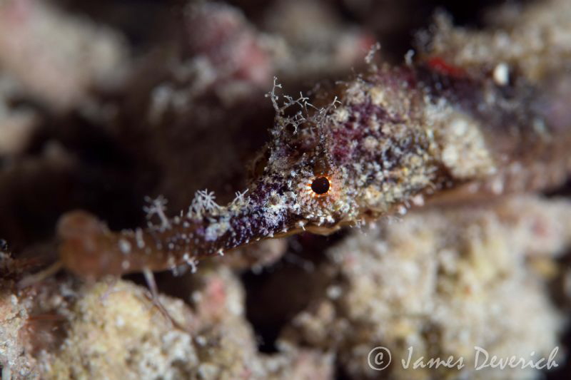 Winged pipe fish. by James Deverich 