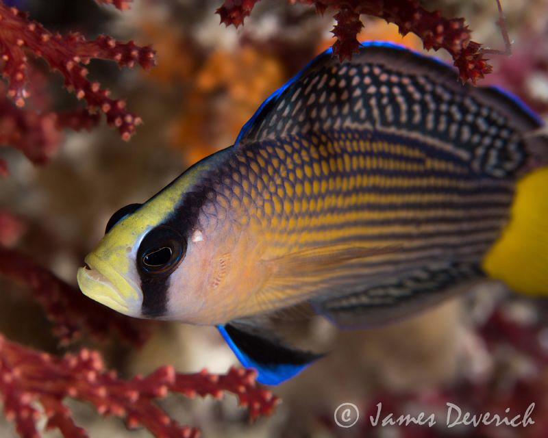 Spotted Dottyback by James Deverich 