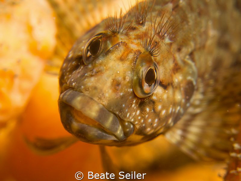 Young hairy blenny by Beate Seiler 