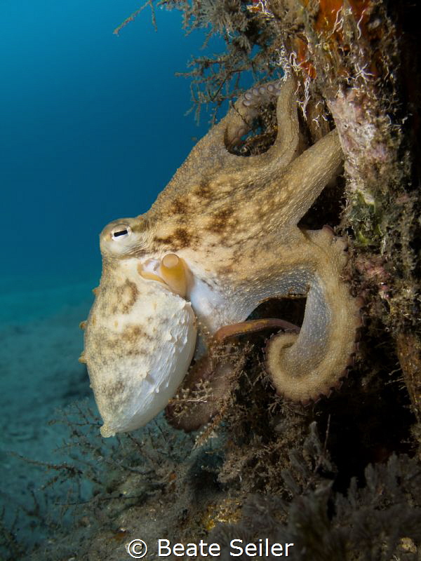 Octopus on a pillar by Beate Seiler 
