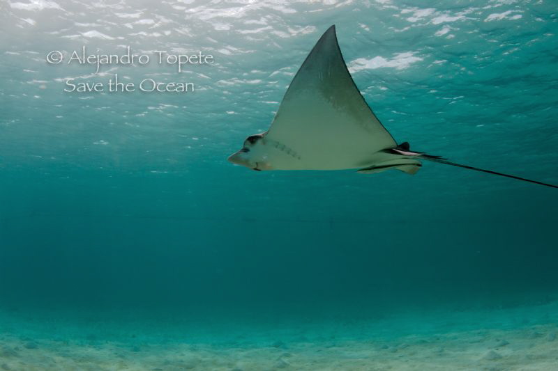 Eagle Ray with surface, Akumal Mexico by Alejandro Topete 