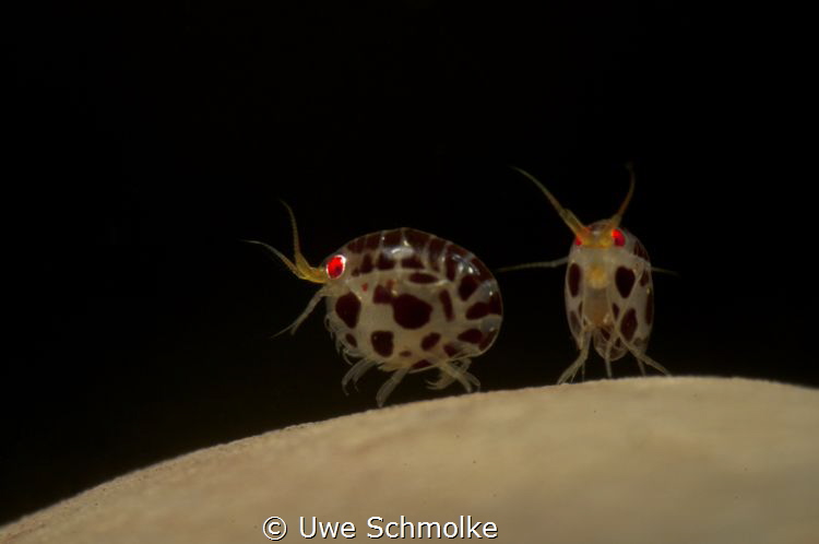 Bugs couple by Uwe Schmolke 