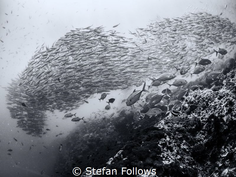 Dreaming is Free. Smoothtailed Trevally - Selaroides lept... by Stefan Follows 