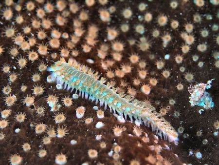Bristle Worm, off of the West end of Cayman Brac. by Stephen Wurfel 