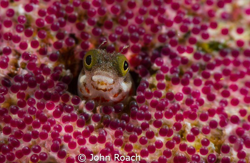 They had to do it on my front porch ! Secretary Blenny in... by John Roach 