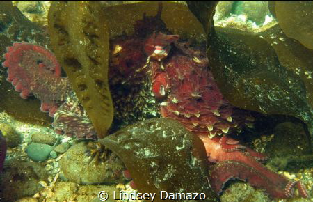 Transient concealment- A giant pacific octopus (Enterocto... by Lindsey Damazo 